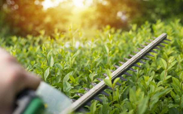 BushTrim Close up of Chainsaw Trimming Hedges