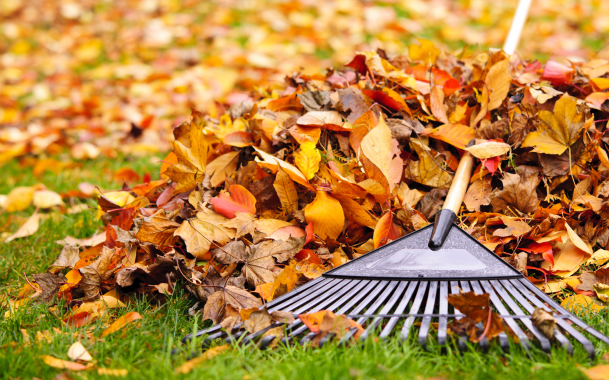 FallCleanup Rake on Top of Pile of Orange Fallen Leaves
